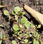 Smallfruit primrose-willow